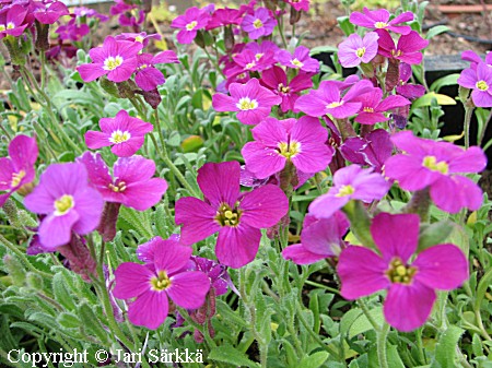 Aubrieta x cultorum 'Cascade Red' tarharistikki